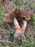 Cortinarius armillatus image