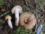 Russula grata image