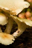 Neolentinus lepideus image
