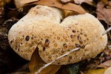 Inonotus dryadeus image