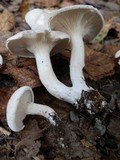 Clitopilus prunulus image