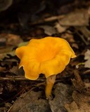 Craterellus odoratus image