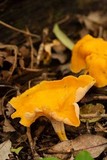 Craterellus odoratus image