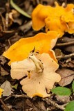 Craterellus odoratus image