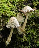 Coprinopsis variegata image