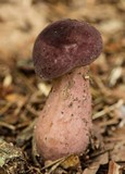 Tylopilus plumbeoviolaceus image