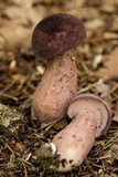 Tylopilus plumbeoviolaceus image