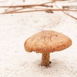 Laccaria trullisata image