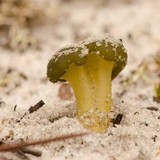 Leotia viscosa image