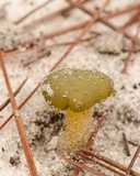 Leotia viscosa image