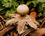 Geastrum minimum image