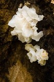 Tremella fuciformis image