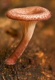 Panus neostrigosus image