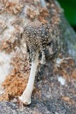 Coprinellus domesticus image