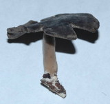 Helvella dissingii image