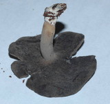 Helvella dissingii image