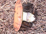 Suillus pseudobrevipes image