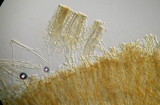 Helvella dissingii image