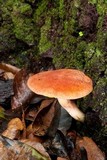 Phylloporus rhodoxanthus image