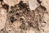 Peltula richardsii image
