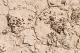 Peltula richardsii image