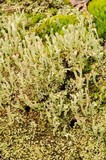 Cladonia peziziformis image