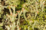 Cladonia peziziformis image