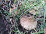 Pholiota squarrosa image