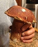 Boletus subcaerulescens image