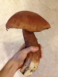 Boletus subcaerulescens image