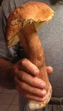 Boletus subcaerulescens image
