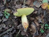 Boletus subglabripes image