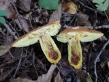 Boletus subglabripes image