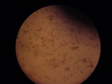 Inocybe corydalina image