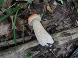 Boletus chippewaensis image