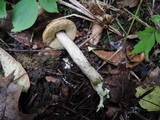 Leccinum pseudoscabrum image