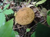 Leccinum pseudoscabrum image
