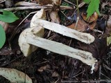 Leccinum pseudoscabrum image