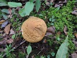 Leccinum pseudoscabrum image