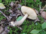 Leccinum pseudoscabrum image