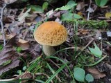 Leccinum pseudoscabrum image