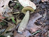 Leccinum pseudoscabrum image
