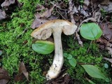 Leccinum pseudoscabrum image