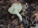Tricholoma subsejunctum image