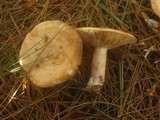 Lactarius vinaceorufescens image