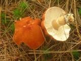 Cystodermella cinnabarina image
