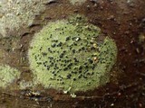 Byssoloma subdiscordans image