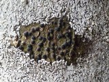Pyrenula macrospora image