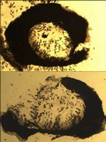 Pyrenula macrospora image