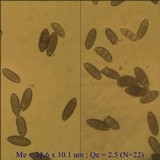 Pyrenula macrospora image